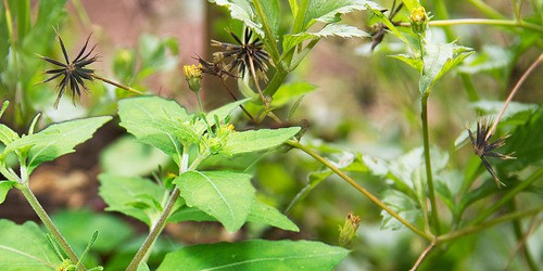 Spanish needle plant