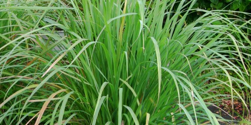 Lemongrass plant