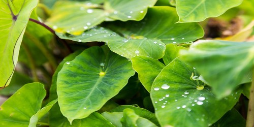 kalo taro plant
