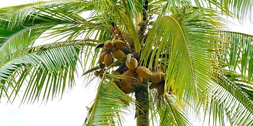 kalo taro plant