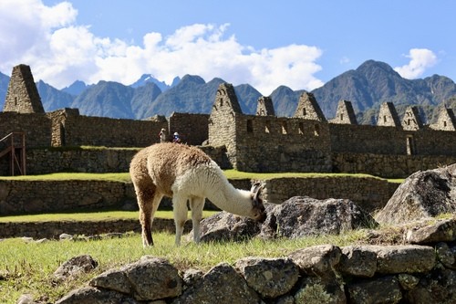 Alpacas and llamas are right at home in the mountains of Macchu Picchu, Peru. 