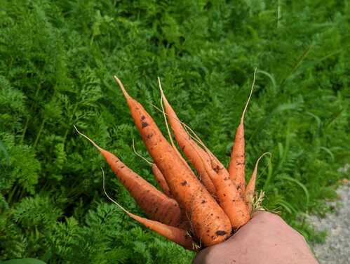 photo of carrots