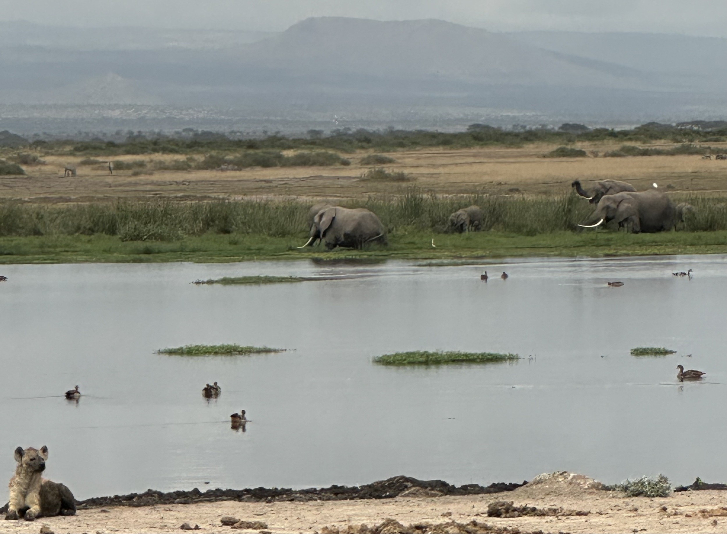 Amboseli 2