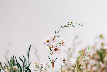 Cover photo of Reflections from Nouwen Lenten Bible study materials