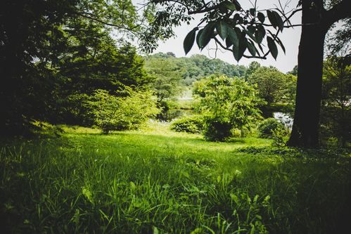 Arnold Arboretum of Harvard University by Yassine Khalfalli.