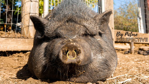 Proverbs 11:22 Elma Baptist Church NY