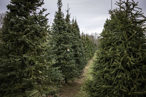 U-Cut Christmas Trees