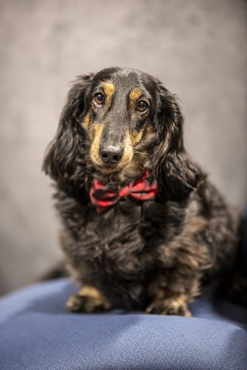 Headshot of Chief Fetch Officer, Leo Fox. Leo is a dachshund.