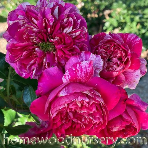 Raspberry Cream Twirl