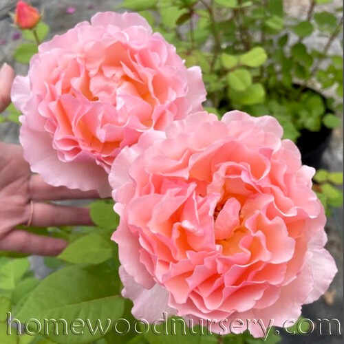 Princess Charlene de Monaco