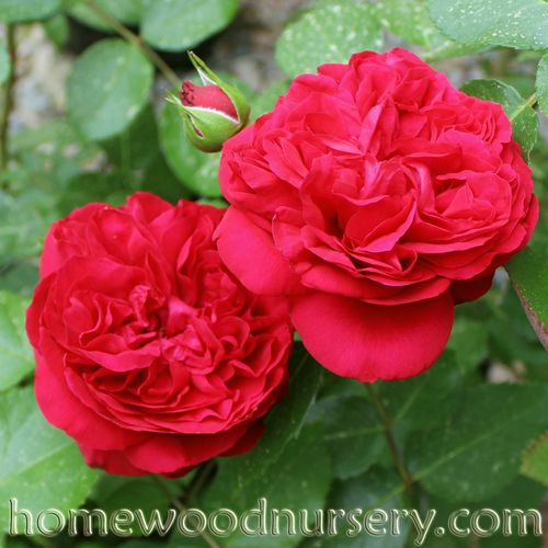 Red Eden