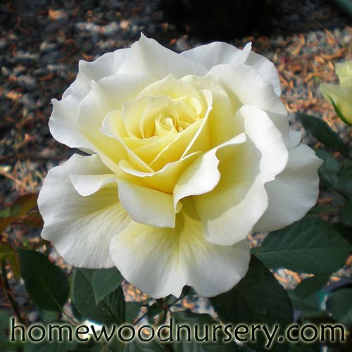 White Licorice